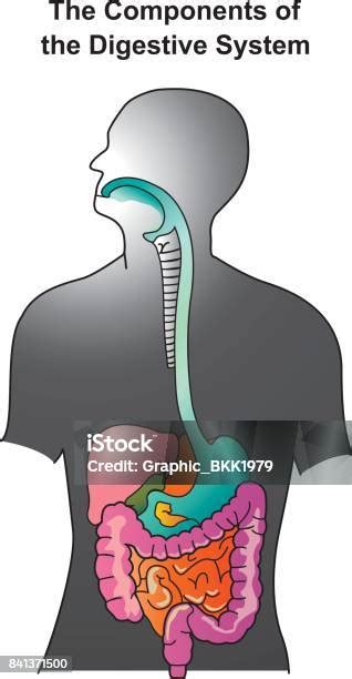 Sistem Pencernaan Ilustrasi Stok Unduh Gambar Sekarang Anatomi