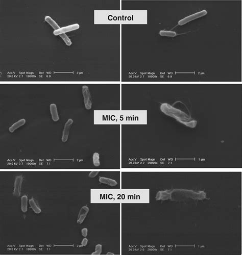 Time Kill Curves For E Coli Atcc And Esc Bacteria