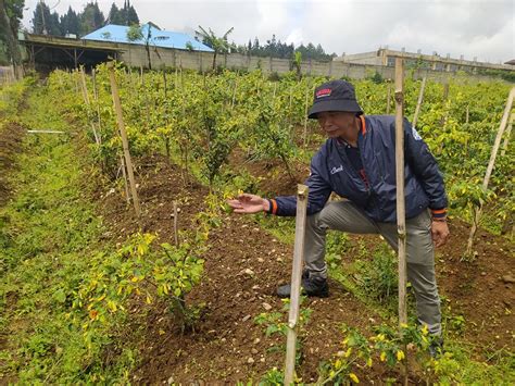 Imbas Cuaca Ekstrem Tanaman Cabai Di Pacet Cianjur Terserang Antraknose