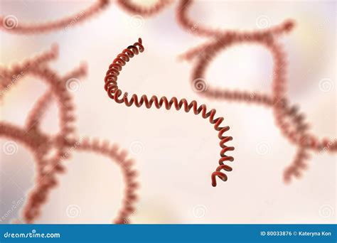 Leptospira Bacteria Illustration Stock Illustration Illustration Of