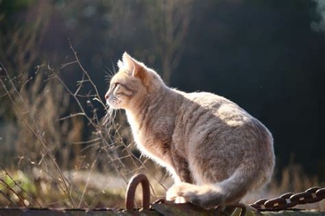 Free Images Tree Nature Forest Sweet Wildlife Kitten Blue