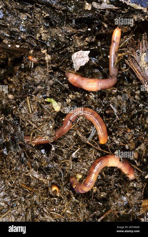 Lumbricus Terrestris Close Up Hi Res Stock Photography And Images Alamy