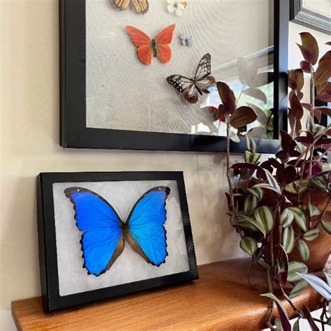 Framed Blue Morpho Butterfly Real Morpho Didius Spread Butterfly