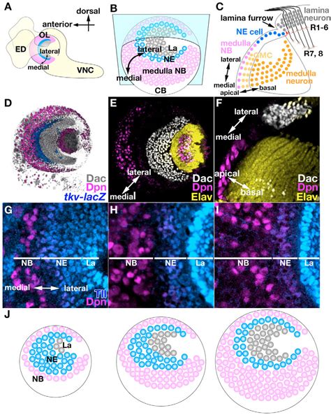 Figure 1 From Drosophila Optic Lobe Neuroblasts Triggered By A Wave Of