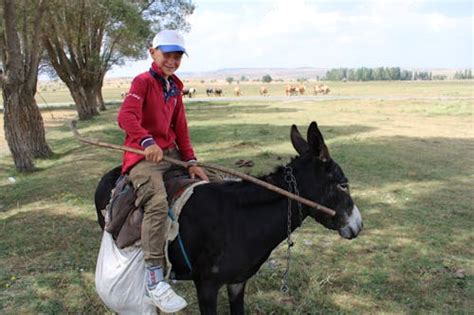 Child Riding Donkey on Forest Road · Free Stock Photo