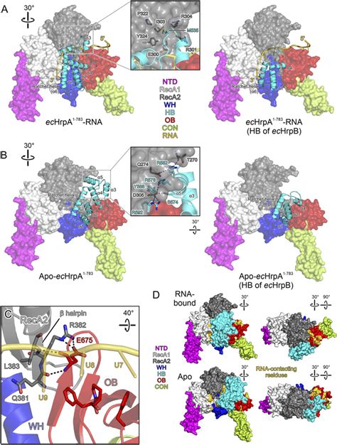 Transient Intramolecular Contacts Stabilize Alternative Conformations