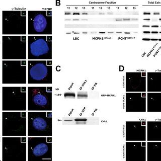 Mcph Interacts With And Targets Chk To The Centrosome A Control