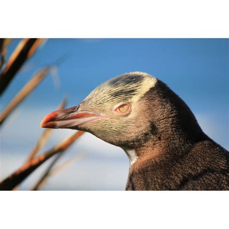 Flybuys: Otago Peninsula Wildlife Encounter Tour