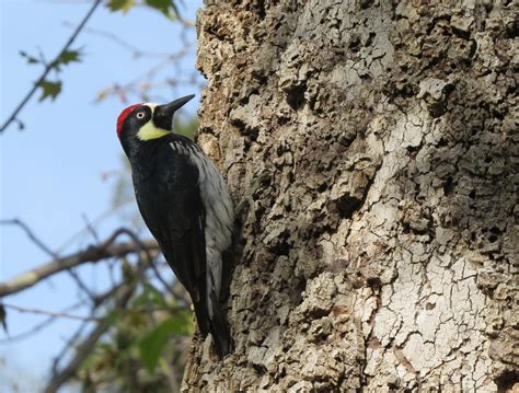 Acorn Woodpecker Irvine Regional Park Dave Telford Flickr