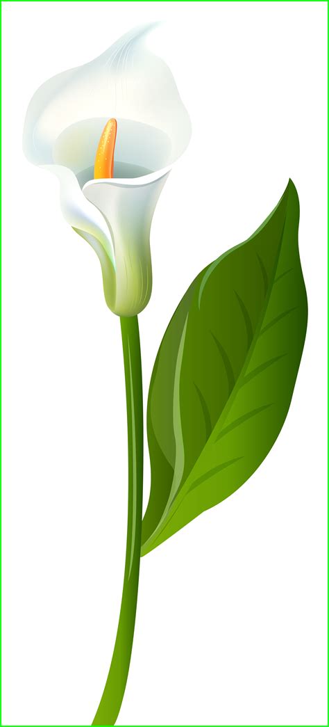 Lily clipart garden, Lily garden Transparent FREE for download on WebStockReview 2024