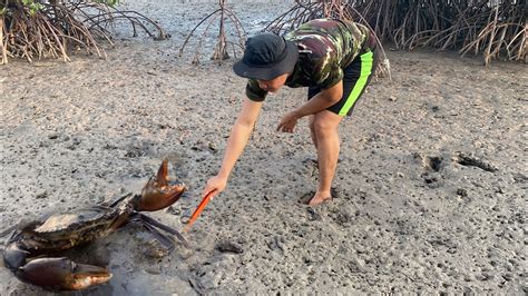 Wow Wow So Big Crab Giant Mud Crab Catching Crab After Water Low Tide