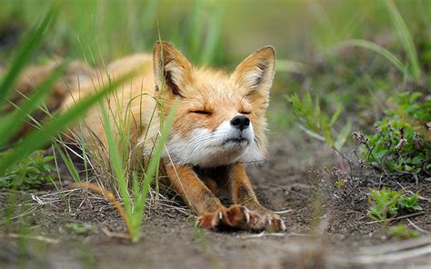 22 Breathtaking Wildlife Pictures Of Beautiful Foxes Demilked