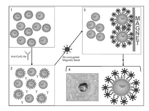 Isolation And Use Of Pluripotent Stem Cell Population From Adult Neural