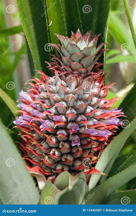 Fruit Et Fleurs D Ananas Image Stock Image Du Ext Rieur