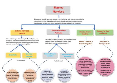 Mapa Conceptual Sistema Nervioso Udocz Porn Sex Picture