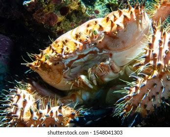 51 Red Hairy Hermit Crab Images Stock Photos Vectors Shutterstock