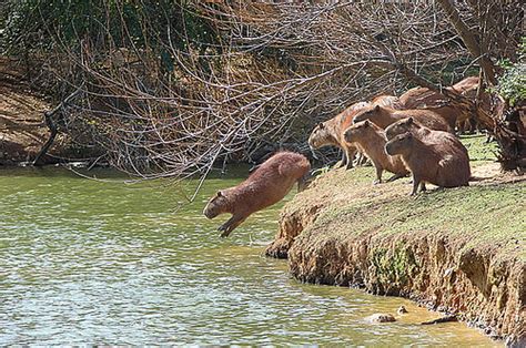 Capybara