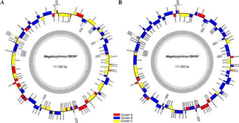 The ISKNV Genome Map With All ORFs Clustered By In Vitro A And In Vivo