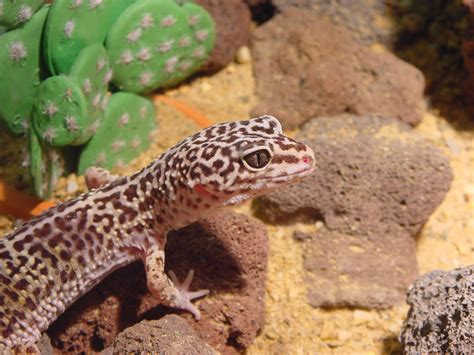 Leopard Gecko Banded Geckos