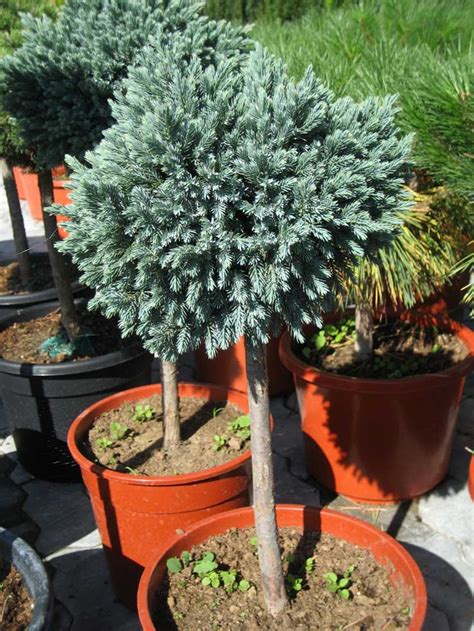 JUNIPERUS SQUAMATA BLUE STAR – Rasadnik Manojlović