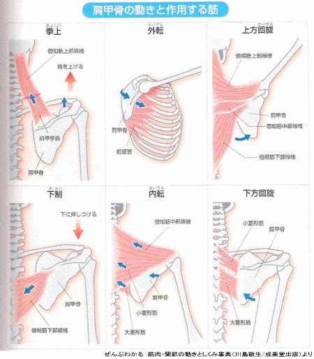 詳しい肩甲下筋の解剖学作用や位置と起始停止共働筋と拮抗筋 志木駅の整体イーバランス整体院皆様のお悩みや痛みを根本改善