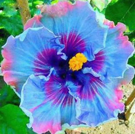 Blue Hibiscus Flower