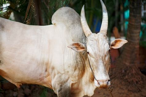 Premium Photo | Gray beautiful sacred bull zebu in india