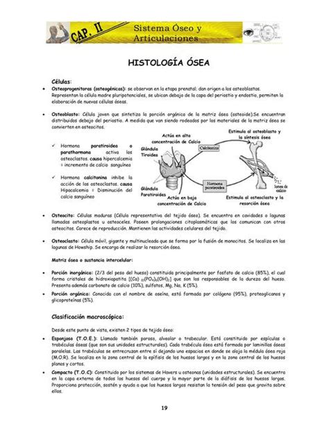 Sistema óseo y articular Tiroxina Med uDocz