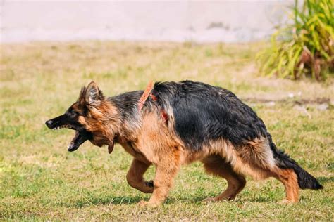 5 German Shepherd Signs Of Aggression You Should Recognize