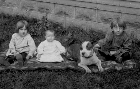 Fact Check: Were Pit Bulls Really Nanny Dogs? - Ned Hardy