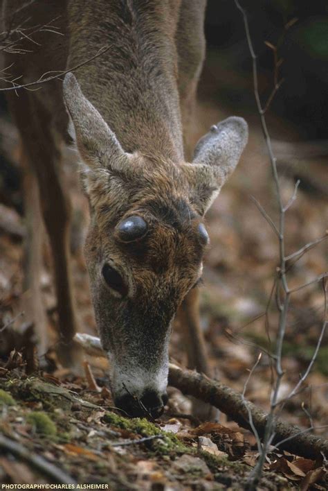 Whitetail Deer Antler Growth Process Legendary Whitetails Legendary