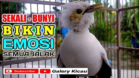 Sekali Bunyi Bikin Emosi Semua Burung Jalak Suara Lantang Jalak Putih