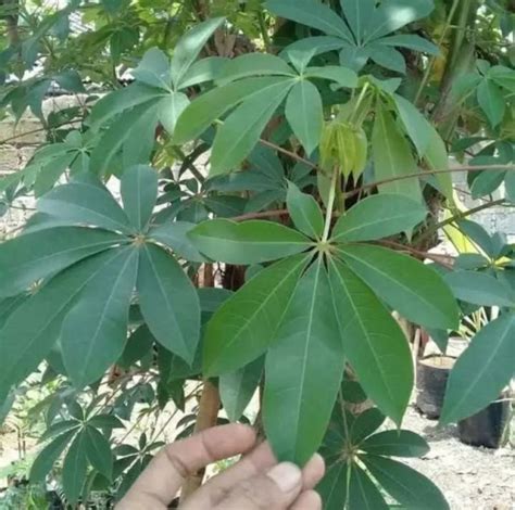 Jual Daun Randu Daun Kapuk Per 1 Kg Lazada Indonesia