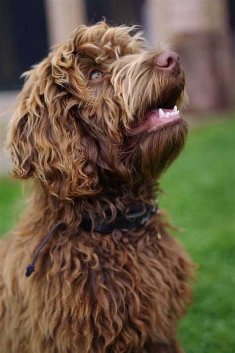 Labradoodle Vs Goldendoodle Which One Is Right For You