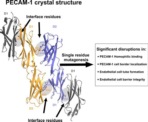 Atomic Level Dissection Of The Platelet Endothelial Cell Adhesion