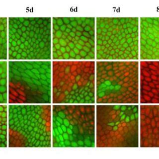 Comparison Of Differentially Expressed Genes DEGs Between The