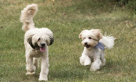 Causas y Soluciones para la Caída del Pelo en Perros