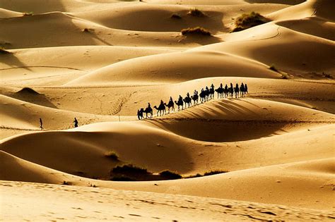 Two Camels Camels Sun Desert Sand Decline Evening Traces Hd