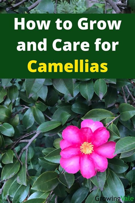 How To Grow And Care For Camellias