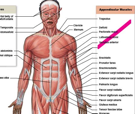 A P Lab Exam 3 Muscles Of The Arms And Legs Flashcards Quizlet