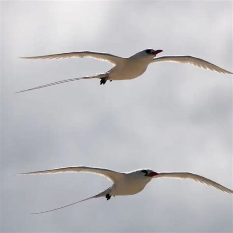 Red-tailed tropicbird - Facts, Diet, Habitat & Pictures on Animalia.bio