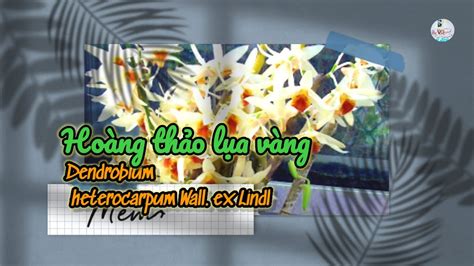 Gh P Ch U Lan R Ng Ho Ng Th O L A V Ng Planting Potted Orchid