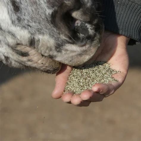 Hanfschrot Aus Sterreich Hempy Futter Von Hanfland