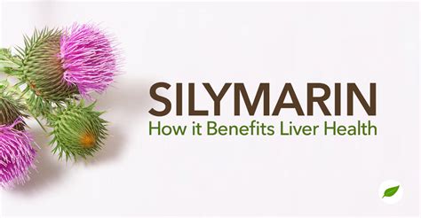 Need A Liver Detox Try These Potential Silymarin Benefits