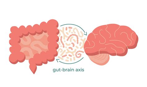 Gut Brain Axis And Microbiome Concept Enteric Nervous System In Human