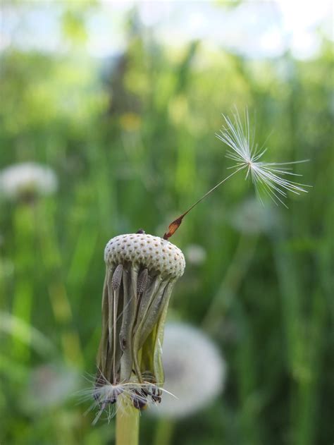 Free Images Nature Branch Meadow Dandelion Prairie Leaf Flower Wildlife Green Insect