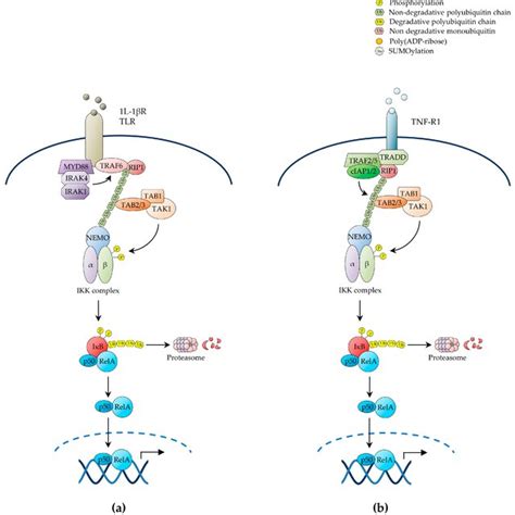 The Canonical Nf κb Pathway Schematic Representation Of The Three Main