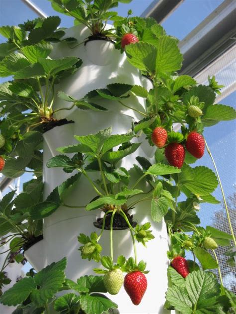 Tower Garden Strawberry Aeroponic Strawberries Tower Farm Agrotonomy