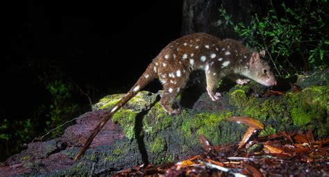 10 Weird Australian Marsupials You’ve Never Heard Of