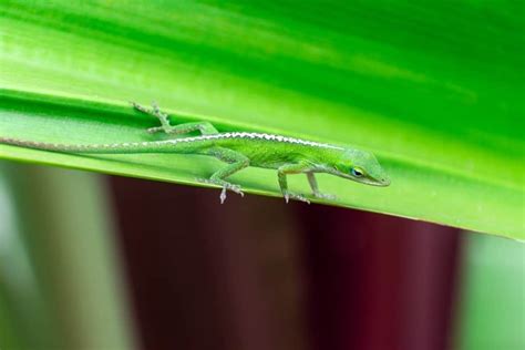 What Do Anoles Eat A Z Animals